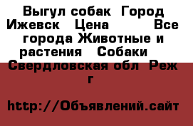 Выгул собак. Город Ижевск › Цена ­ 150 - Все города Животные и растения » Собаки   . Свердловская обл.,Реж г.